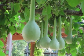 Green gourds hanging on vines from a wooden arbor in the Charlotte Brody Discovery Garden at Duke Gardens